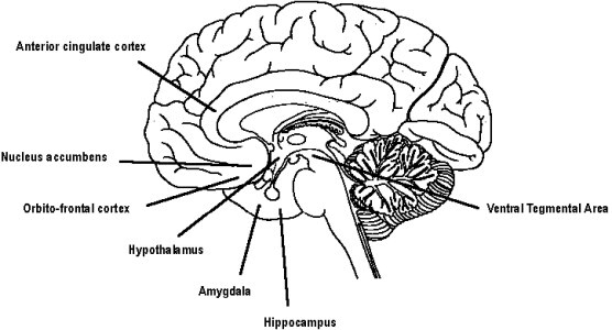 neurobiologia